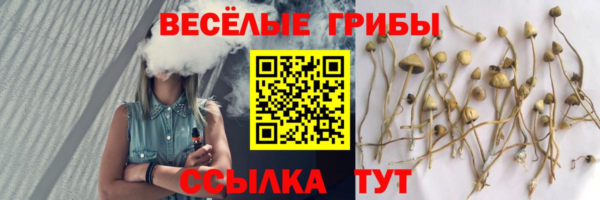 Чебоксары  Галлюциногенные грибы Cubensis  Вход с VPN  Галлюциногенные грибы прущие грибы 